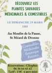 Sortie plantes sauvages